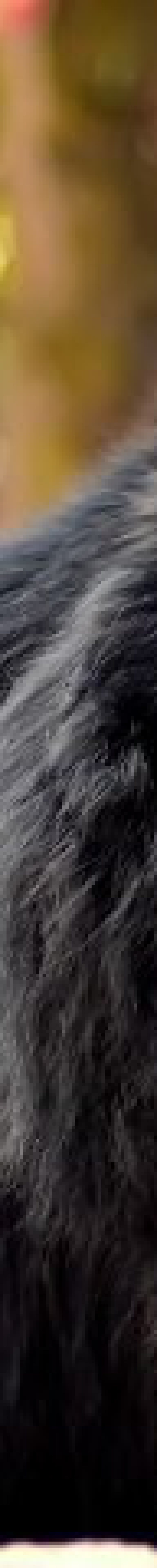 خرس سیاه آسیایی