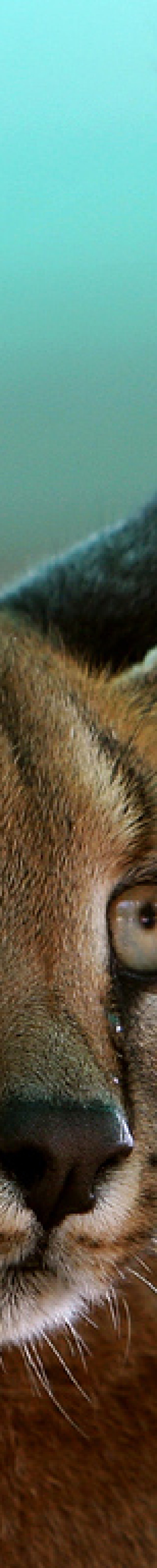 کاراکال ایرانی