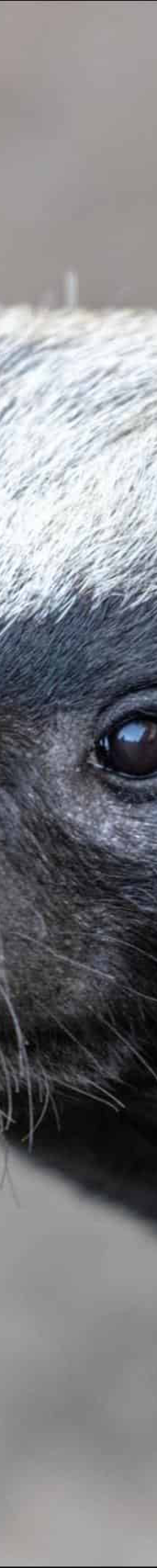 رودک (گورکن) عسل‌خوار