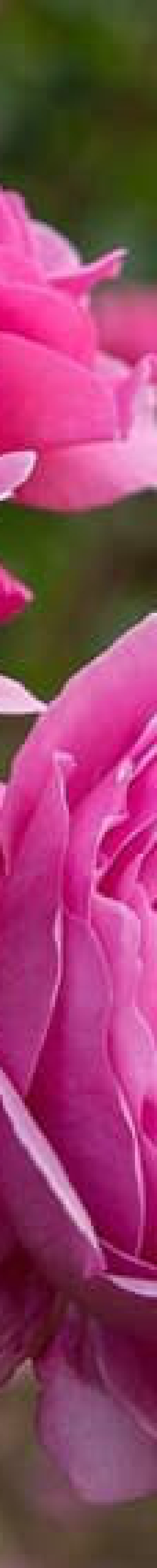 لاله زار بردسیر