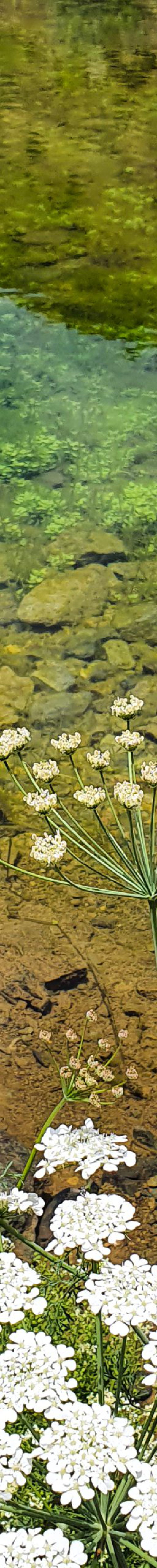 گیشیگان راین